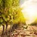 All the Benefits of the Finest Red Wine